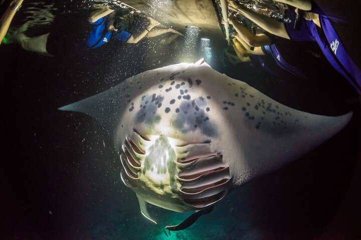 Kona Manta Ray Night Snorkel- Small Group - Wetsuit Included - photo