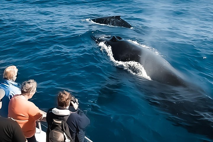 Big Island, Hawaii: Whale Watching Tour - photo