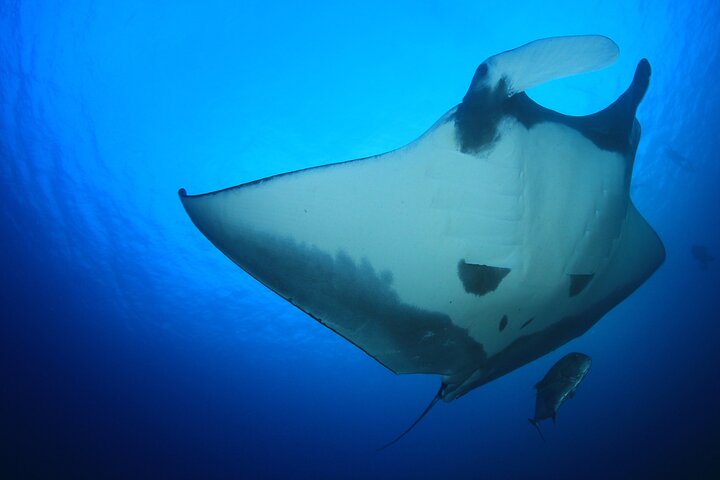 Manta Magic: Small-Group Manta Ray Night Snorkel in Kailua Kona - photo
