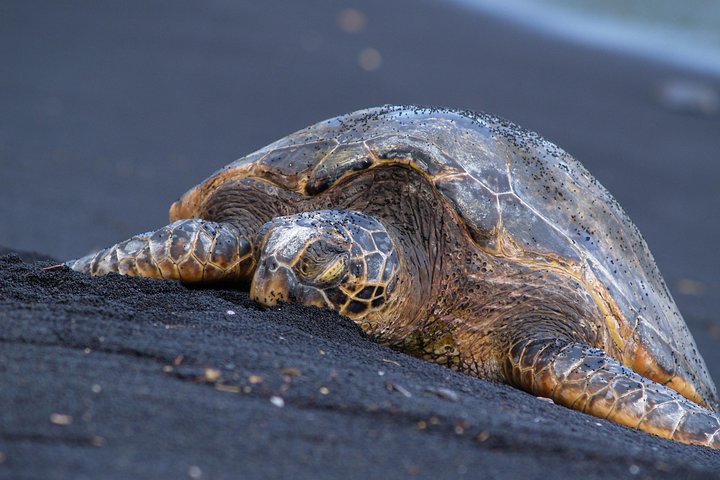 Big Island Highlights: Coffee, Volcano, Black Sands & Waterfall - photo