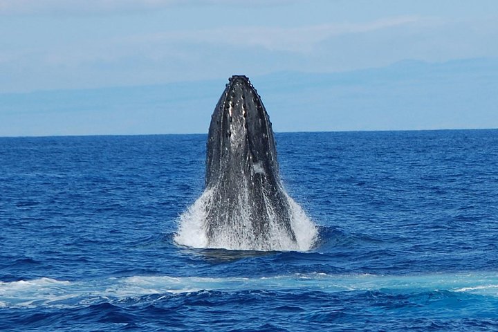 Humpback whale breaching
