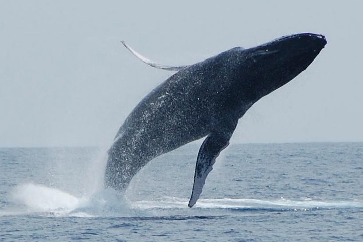 Humpback whale breaching