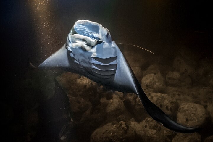 Manta ray gliding above the sea floor