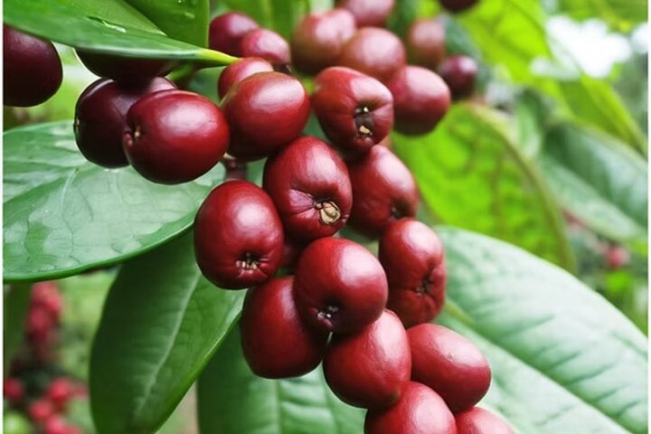 Ripe red coffee cherries on the branch