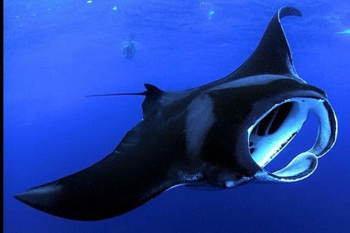 Manta ray feeding with its mouth open