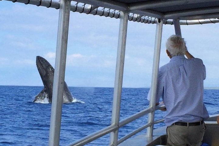 Whale fluke beside a boat